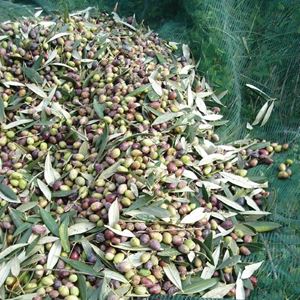 MREŽA SPINATO 10x10 SA PROREZOM