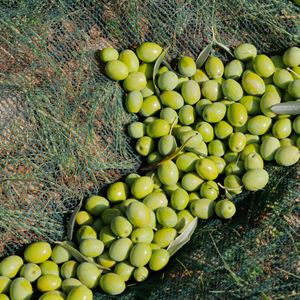 MREŽA SPINATO 12x12 SA PROREZOM