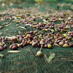 MREŽA SPINATO 4X8 M