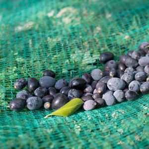 MREŽA SPINATO U ROLI 7x50m