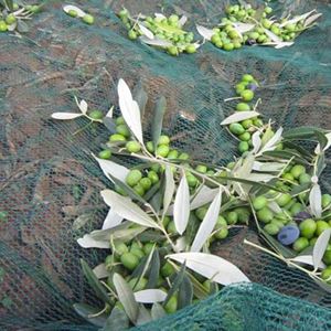 MREŽA SPINATO 8x8 SA PROREZOM